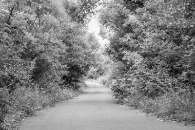 Renkli arka planda güzel boş asfalt yol, kırsal alandan geçen yeni boş asfalt yol, yeşillik kırsalında hız arabası için boş asfalt yol.