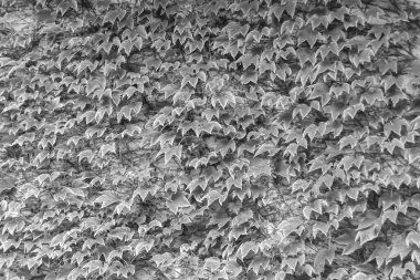 Tema: Akçaağaç yapraklarının yüzeye düşen sonbahar soyut arkaplanı, sabahları kırsal alanda ıslak sonbahar akçaağaç yapraklarının düşmesi, sonbahar akçaağaç yapraklarının farklı akçaağaç yapraklarının düşmesi.