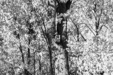 Temadaki boş kuş evi ile doğal orman ağacı arasındaki fotoğraf, yaprak döken ağaçtaki boş kuş yuvasından oluşan fotoğraf, ağaçtaki güzel boş kuş evi, bu hayvan çevresi koruması.