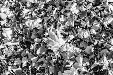 Tema: Akçaağaç yapraklarının yüzeye düşen sonbahar soyut arkaplanı, sabahları kırsal alanda ıslak sonbahar akçaağaç yapraklarının düşmesi, sonbahar akçaağaç yapraklarının farklı akçaağaç yapraklarının düşmesi.