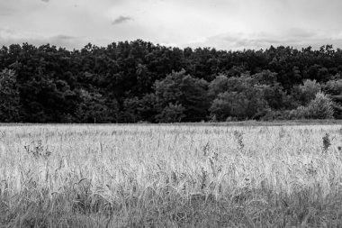Organik hasat için büyük buğday tarlası temalı fotoğraf, gökyüzü arka planında hasat için büyük buğday tarlalarından oluşan fotoğraf, bu sonbahar mevsiminde hasat için buğday tarlası.