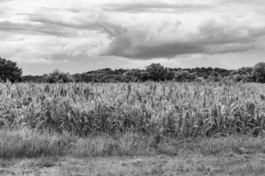 Organik hasat için büyük mısır tarlası temalı fotoğraf, gökyüzü arka planında hasat için büyük mısır tarlalarından oluşan fotoğraf, bu sonbahar mevsimi için mısır tarlası.