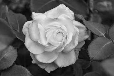 Tema üzerine fotoğraf. Arka planda büyüyen güzel çiçek. Yabani çiçeklerden oluşan fotoğraf. Çimen çayırına, yabani çiçeklerin büyüdüğü kır otlaklarında çiçek.