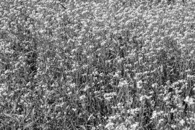 Tema üzerine fotoğraf. Arka planda yetişen yabani çiçek hardalı. Çiçek yetiştiren yabani hardaldan çayıra kadar fotoğraf.