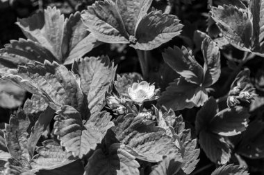 Tema üzerine fotoğraf: Doğal yapraklı güzel böğürtlen dalı, kırsal alanda çilek dalından oluşan fotoğraf, büyük bahçedeki çilek dalları.