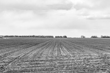 Organik hasat için büyük boş tarla fotoğrafları, gökyüzü arka planında hasat için büyük boş tarım tarlalarından oluşan fotoğraf, bu sonbahar mevsiminde hasat için boş tarla.
