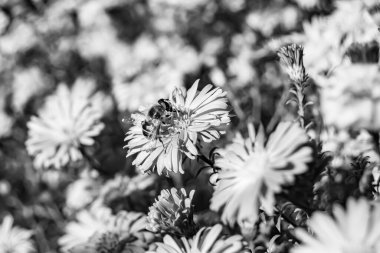 Arka planda yaban arısı kanatlı güzel bir arı, yabani çiçeklerden oluşan bir fotoğraf. Arı otlağa doğru yavaşça uçuyor bal için nektar topluyor, kır otlaklarında yabani bir çiçek arısı.