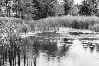 Kırsal kesimde yetişen güzel ot sazları renkli arka planda yetişiyor. Islak sularda vahşi ot bataklık kamışları, doğadan gelen uzun çimen kamışları.