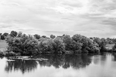 Kırsal kesimde yetişen güzel ot sazları renkli arka planda yetişiyor. Islak sularda vahşi ot bataklık kamışları, doğadan gelen uzun çimen kamışları.