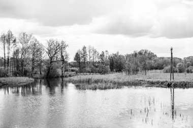 Kırsal kesimde yetişen güzel ot sazları renkli arka planda yetişiyor. Islak sularda vahşi ot bataklık kamışları, doğadan gelen uzun çimen kamışları.