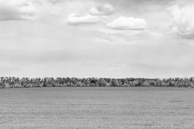 Renkli doğal arka plan üzerine köy çayırında güzel bir ufuk manzarası, uzun çayırdaki çayır köyünde ufuk manzarası, hayvan için köy otlağındaki ufuk doğa manzarası.