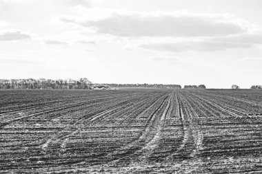 Organik hasat için büyük boş tarla fotoğrafları, gökyüzü arka planında hasat için büyük boş tarım tarlalarından oluşan fotoğraf, bu sonbahar mevsiminde hasat için boş tarla.