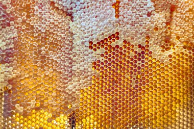 Altın nektarla dolu altıgen bal peteklerinden arı damlayan bal damlası, bal peteği yaz kompozisyonu doğal bal damlası, balmumu çerçeve arısına damlayan bal damlası, bal peteğine damlayan bal damlası