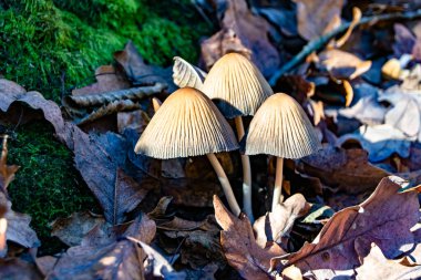Ormanda yaprakların üzerinde büyük ve güzel zehirli mantar teması için fotoğraf, doğal zehirli mantarlardan ormanlara kadar fotoğraf, büyük ormanlarda zehirli mantarlar.