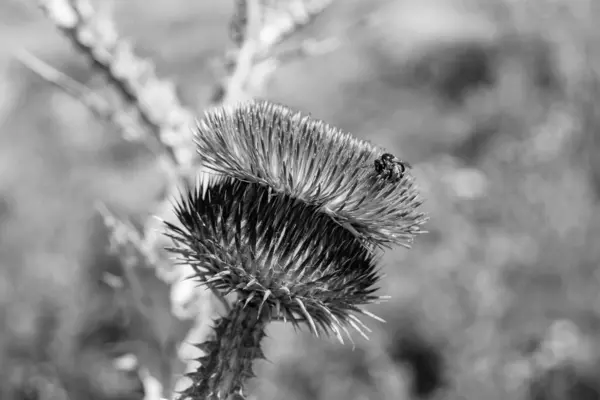 Beautiful growing flower root burdock thistle on background meadow, photo consisting from growing flower root burdock thistle to grass meadow, growing flower root burdock thistle at meadow countryside