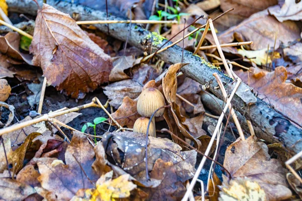 Photography to theme large beautiful poisonous mushroom in forest on leaves background, photo consisting of natural poisonous mushroom to forest outdoors, poisonous mushroom at big forest close up