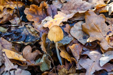 Ormanda yaprakların üzerinde büyük ve güzel zehirli mantar teması için fotoğraf, doğal zehirli mantarlardan ormanlara kadar fotoğraf, büyük ormanlarda zehirli mantarlar.