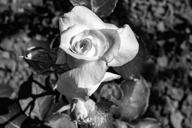 Tema üzerine fotoğraf. Arka planda büyüyen güzel çiçek. Yabani çiçeklerden oluşan fotoğraf. Çimen çayırına, yabani çiçeklerin büyüdüğü kır otlaklarında çiçek.