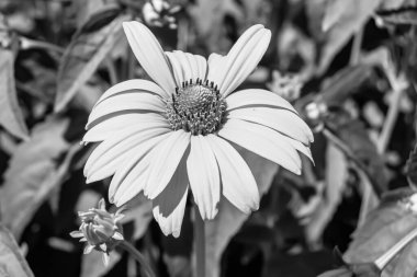 Güzel, yabani, büyüyen çiçek, arka planda sahte ayçiçeği, yabani çiçeklerden oluşan fotoğraf, sahte ayçiçeği, çimen çayırı, vahşi, büyüyen çiçek, sahte ayçiçeği çayırı.