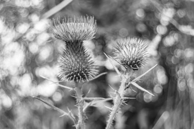 Arkaplan otlağında güzel yetişen çiçek kökü dikenli devedikeni. Çiçek kökü dikeninden çim çayırına kadar uzanan fotograf. Meadow kırsalında çiçek kökü dikenli dikenli devedikeni.