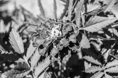 Arka bahçedeki çayırlarda yetişen güzel yabani çiçek kadife çiçeği takvimi, yabani çiçek kadife çiçeklerinden çayırlara, bitki çayırlarında yetişen yabani çiçek kadife çiçekleri.