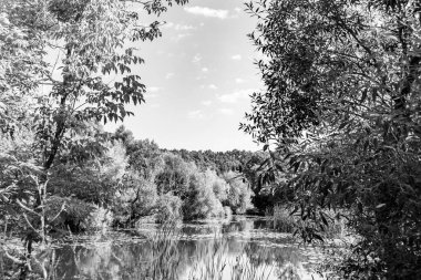 Kırsal kesimde yetişen güzel ot sazları renkli arka planda yetişiyor. Islak sularda vahşi ot bataklık kamışları, doğadan gelen uzun çimen kamışları.