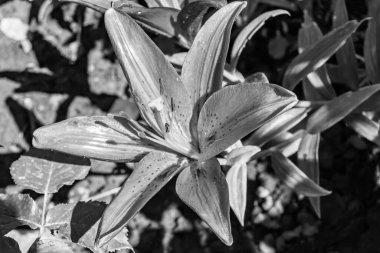 Arka bahçedeki çayırlarda yetişen güzel yabani zambak zambakları. Nilüferlerden çayırlara kadar büyüyen yabani zambaklar. Herb Meadow kırsalında yetişen yabani zambaklar.