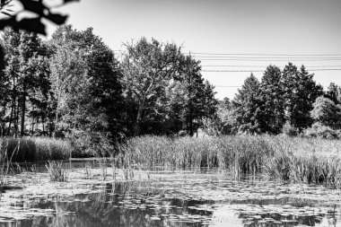 Kırsal kesimde yetişen güzel ot sazları renkli arka planda yetişiyor. Islak sularda vahşi ot bataklık kamışları, doğadan gelen uzun çimen kamışları.