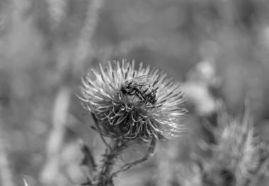 Arka planda yaban arısı kanatlı güzel bir arı, yabani çiçeklerden oluşan bir fotoğraf. Arı otlağa doğru yavaşça uçuyor bal için nektar topluyor, kır otlaklarında yabani bir çiçek arısı.