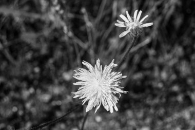Arka planda büyüyen güzel çiçek tohumu karahindiba, yabani çiçek tohumu karahindibasından çim çayırına, kırsalda büyüyen yabani çiçek tohumu karahindibasından oluşan fotoğraf.