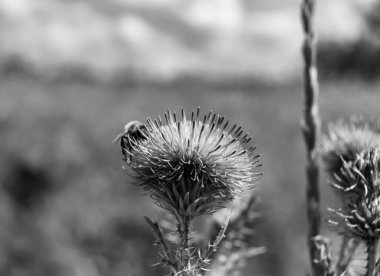 Arka planda yaban arısı kanatlı güzel bir arı, yabani çiçeklerden oluşan bir fotoğraf. Arı otlağa doğru yavaşça uçuyor bal için nektar topluyor, kır otlaklarında yabani bir çiçek arısı.