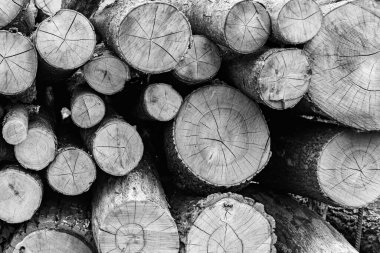 Temalı büyük bir meşe ağacı kütüğü duvarı, doğal arka planda eski meşe kütükleri, çeşitli çizgilerle dokulu geleneksel meşe ağacı kütükleri.