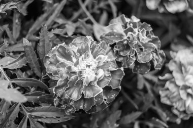 Arka bahçedeki çayırlarda yetişen güzel yabani çiçek kadife çiçeği takvimi, yabani çiçek kadife çiçeklerinden çayırlara, bitki çayırlarında yetişen yabani çiçek kadife çiçekleri.