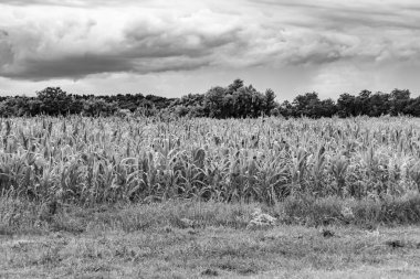Organik hasat için büyük mısır tarlası temalı fotoğraf, gökyüzü arka planında hasat için büyük mısır tarlalarından oluşan fotoğraf, bu sonbahar mevsimi için mısır tarlası.