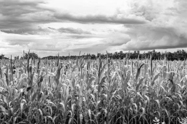 Organik hasat için büyük mısır tarlası temalı fotoğraf, gökyüzü arka planında hasat için büyük mısır tarlalarından oluşan fotoğraf, bu sonbahar mevsimi için mısır tarlası.