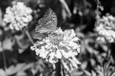 Arka plandaki güzel kelebek kral kelebek otlağı, çiçek kralından oluşan fotoğraf kelebeğe sinekler çayıra yavaş yavaş sinekler nektar toplar, çiçek kelebeği otlağı kırsalında kral kelebeği toplar.