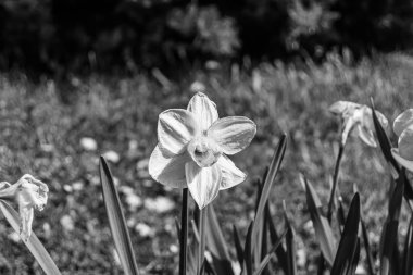Kırsalda çiçek açan nektarlı vahşi güzellik, kırlarda açan kır çiçekleri, tarlada açan doğal otlar kırsal alanda açan yabani küçük çiçekler.