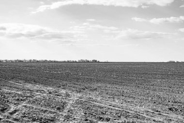 Organik hasat için büyük boş tarla fotoğrafları, gökyüzü arka planında hasat için büyük boş tarım tarlalarından oluşan fotoğraf, bu sonbahar mevsiminde hasat için boş tarla.