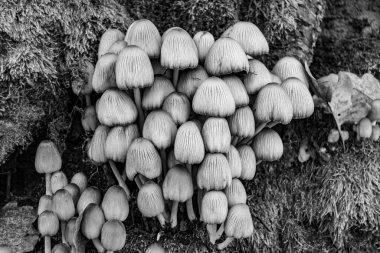 Ormanda yaprakların üzerinde büyük ve güzel zehirli mantar teması için fotoğraf, doğal zehirli mantarlardan ormanlara kadar fotoğraf, büyük ormanlarda zehirli mantarlar.