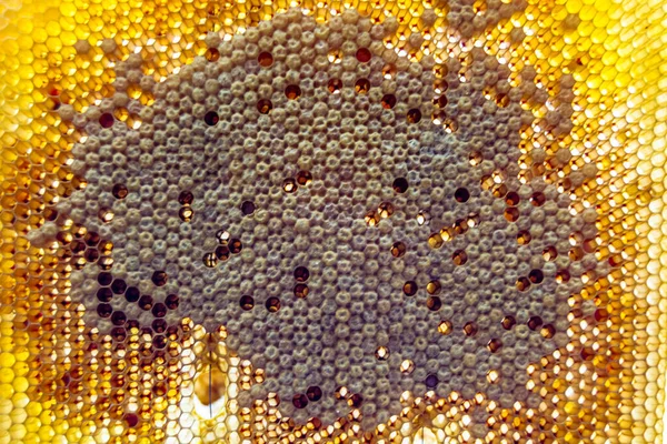 Drop of bee honey drip from hexagonal honeycombs filled with golden nectar, honeycombs summer composition consisting of drop natural honey, drip on wax frame bee, drop of bee honey drip in honeycombs