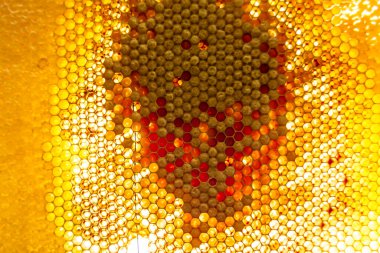 Altın nektarla dolu altıgen bal peteklerinden arı damlayan bal damlası, bal peteği yaz kompozisyonu doğal bal damlası, balmumu çerçeve arısına damlayan bal damlası, bal peteğine damlayan bal damlası