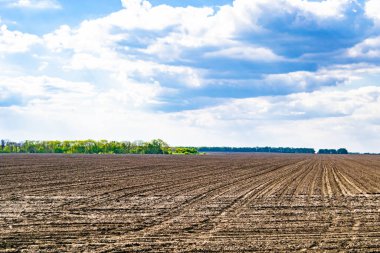 Organik hasat için büyük boş tarla fotoğrafları, gökyüzü arka planında hasat için büyük boş tarım tarlalarından oluşan fotoğraf, bu sonbahar mevsiminde hasat için boş tarla.