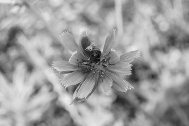 Çayırlarda yetişen güzel yabani çiçek hindibası. Yabani büyüyen çiçek hindibasından çim çayırına kadar sıradan, kırsal alanlarda sıradan yetişen yabani çiçek hindibasından oluşan fotoğraf.