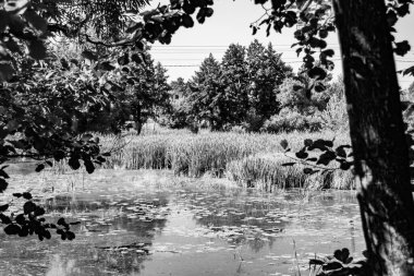 Kırsal kesimde yetişen güzel ot sazları renkli arka planda yetişiyor. Islak sularda vahşi ot bataklık kamışları, doğadan gelen uzun çimen kamışları.