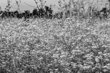 Arka planda büyüyen güzel Meksika papatyası, yabani çiçek yetiştiren Meksika papatyasından çim çayırına, Herb Meadow kırsalında büyüyen Meksika papatyasından oluşan fotoğraf.