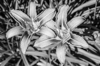 Arka bahçedeki çayırlarda yetişen güzel yabani zambak zambakları. Nilüferlerden çayırlara kadar büyüyen yabani zambaklar. Herb Meadow kırsalında yetişen yabani zambaklar.