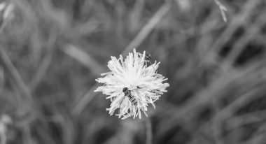 Arka planda yaban arısı kanatlı güzel bir arı, yabani çiçeklerden oluşan bir fotoğraf. Arı otlağa doğru yavaşça uçuyor bal için nektar topluyor, kır otlaklarında yabani bir çiçek arısı.