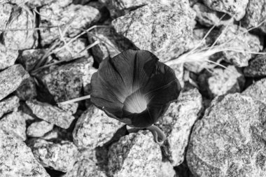 Tema üzerine fotoğrafçılık arka planda büyüyen güzel çiçek petunyası, yabani çiçek petunyasından çim çayırına, kırsal alanda büyüyen yabani çiçek petunyasından oluşan fotoğraf