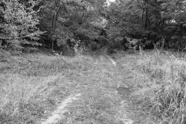 Tema üzerine fotoğrafçılık Vahşi Orman 'daki güzel patika, Vahşi Orman' a uzanan kırsal yaya yolu, İnsansız Orman 'a giden yol, Vahşi Orman' daki yaya yolu, Bu doğal doğa