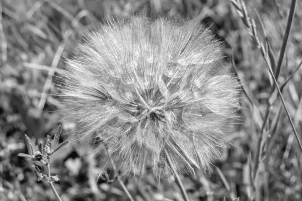 Beautiful wild growing flower seed dandelion on background meadow, photo consisting from wild growing flower seed dandelion to grass meadow, wild growing flower seed dandelion at meadow countryside